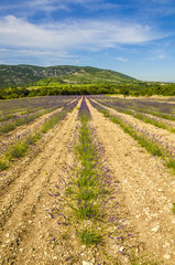 champs de lavande/nouvelle plantation