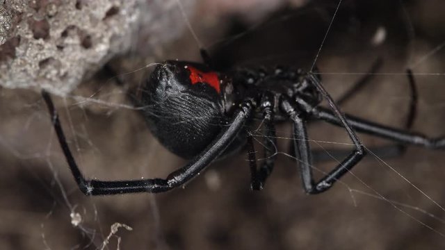 Black Widow spider moving on web under rock showing red hourglass underneath.