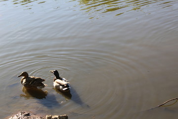 Wild ducks swim in the pond in the summer in the Botanical garden of Moscow.
