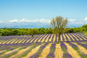 Zelfklevend Fotobehang Lavendel champs de lavande