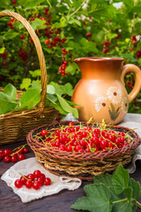 Fototapeta na wymiar Fresh juicy red currant berries in a wicker basket on a wooden table in the garden on a summer sunny afternoon with a copy space