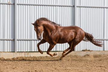Chestnut horse running in paddock on the sand background