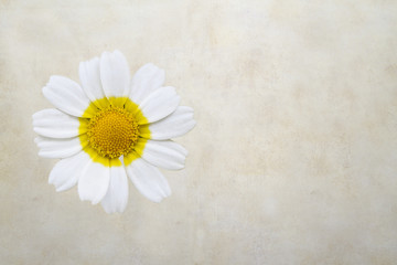Fototapeta na wymiar Daisy flower isolated on old paper background