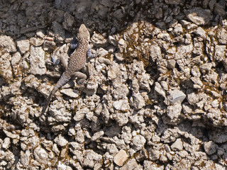 Wanderung durch das Himalaya Gebiet von Uttarakhand. Hier sonnt sich eine Eidechse an einer Steinmauer