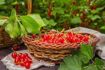 Fresh juicy red currant berries in a wicker basket on a wooden table in the garden on a summer sunny afternoon with a copy space