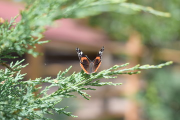 motyl, butterfly, lato, summer, makro