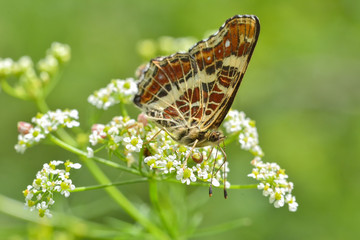 Butterfly in the grass in the natural environment