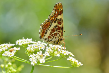 Butterfly in the grass in the natural environment
