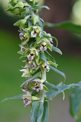 Breitblättriger Sitter