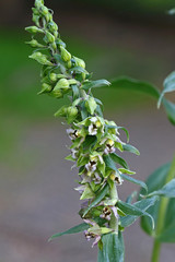 Breitblättriger Sitter