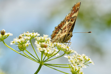 Butterfly in the grass in the natural environment