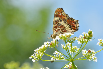 Butterfly in the grass in the natural environment