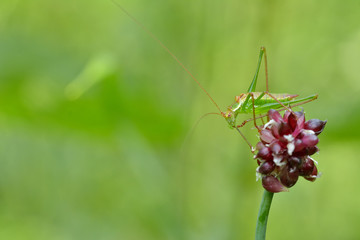 Grasshopper seated on a purple flower in the natural environment