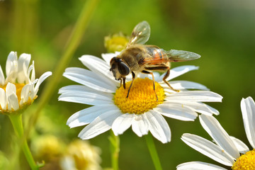 Work bees in the natural environment