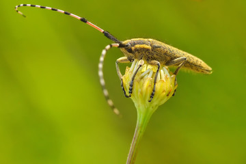 agapanthia villosoviridescens - Golden thistle honeysuckle long gray horned pestle
