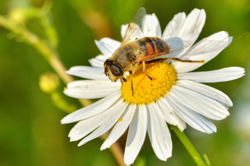 Work bees in the natural environment