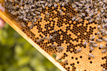 Rahmen eines Bienenstocks mit offenen und geschlossenen Zellen einer Bienenwabe und Bienen....