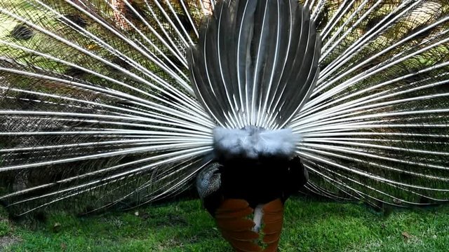 Peacock Performing Mating Dance Spreads the Tails Slowly Turns Around to Attract Peahen. Footage of Movements from Back to Front. Green Nature Background Summer