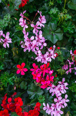 Fototapeta na wymiar A beautiful multi-colored pelargonium on a flower bed