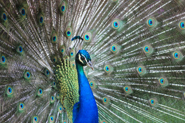 Obraz premium Pavo real con plumas