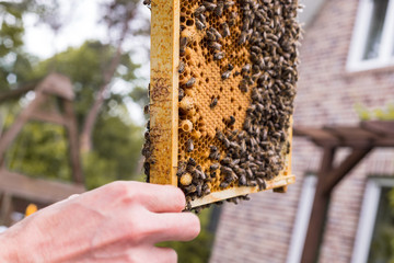 Rahmen eines Bienenstocks mit offenen und geschlossenen Zellen einer Bienenwabe und Bienen