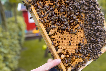 Rahmen eines Bienenstocks mit offenen und geschlossenen Zellen einer Bienenwabe und Bienen