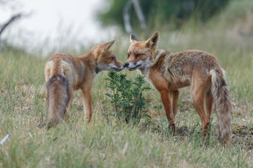 Red fox cub in nature on a nice springday

