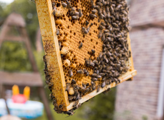 Rähmchen eines Bienenstocks mit offenen und geschlossenen Brutzellen einer Bienenwabe. Die Bienen betreiben Brutpflege
