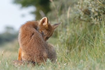 Red fox cub in nature on a nice springday

