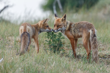 Red fox cub in nature on a nice springday

