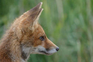 Red fox cub in nature on a nice springday

