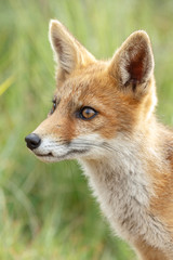 Naklejka na ściany i meble Red fox cub in nature on a nice springday