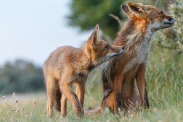 Naklejka na ściany i meble Red fox cub in nature on a nice springday