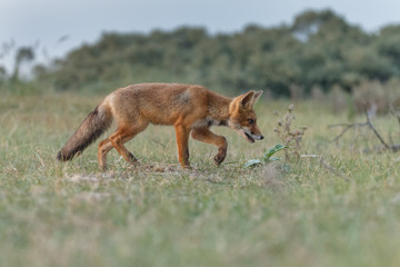 Red fox cub in nature on a nice springday

