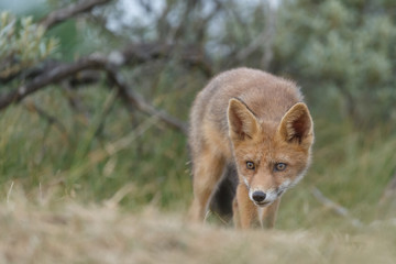 Red fox cub in nature on a nice springday

