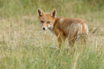 Red fox new born in nature on a springday.
