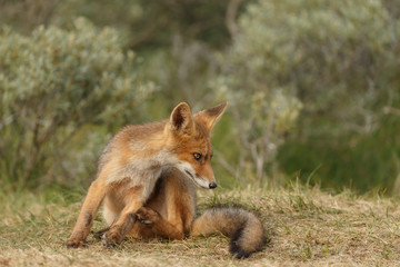 Red fox new born in nature on a springday.
