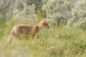 Red fox new born in nature on a springday.
