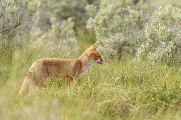 Red fox new born in nature on a springday.
