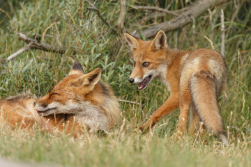 Red fox new born in nature on a springday.
