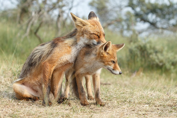 Fototapeta na wymiar Red fox new born in nature on a springday. 