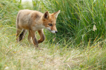 Naklejka na ściany i meble Red fox new born in nature on a springday. 