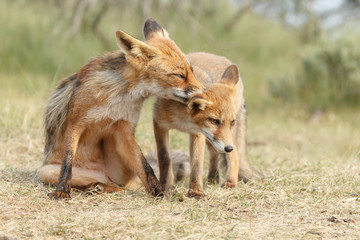 Red fox new born in nature on a springday.
