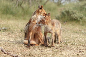 Red fox new born in nature on a springday.
