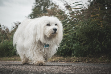 Havaneser im lockeren Trab