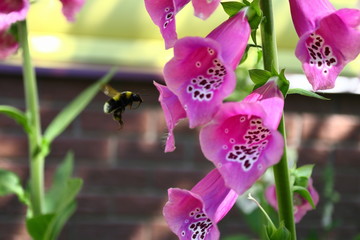 The bumblebee collects nectar from Foxglove. Macro