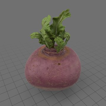 Purple top turnip