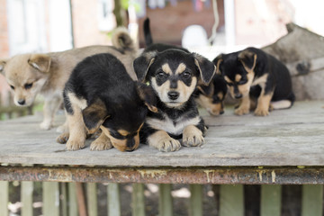 Photo portrait of dog family outdoors, group of small puppies with green summer background.
