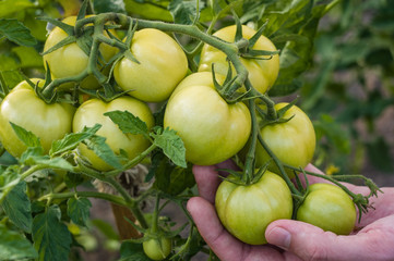Man's hand holding big green tomatoes on the bush.