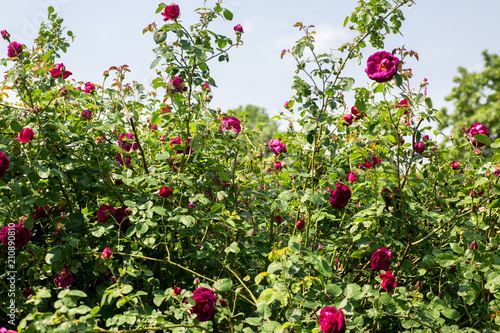 "Sommerliche Rosenhecke" Stockfotos und lizenzfreie Bilder auf Fotolia